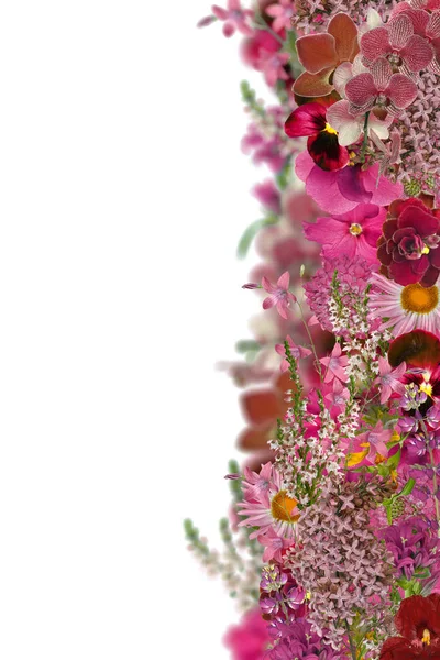 Tira de flor de color rojo aislado en blanco — Foto de Stock