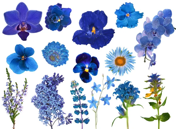 Set van blauwe kleur bloemen geïsoleerd op wit — Stockfoto