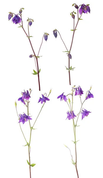Conjunto aislado de cuatro flores de jardín púrpura —  Fotos de Stock
