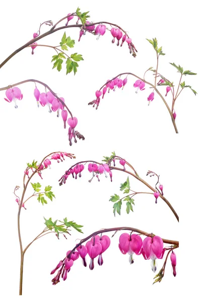 Isolated six branches with pink small flowers — Stock Photo, Image