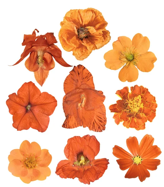 Set von neun orangefarbenen Blüten isoliert auf weiß — Stockfoto