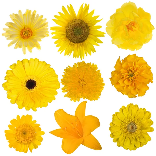 Set of nine yellow blooms isolated on white — Stock Photo, Image