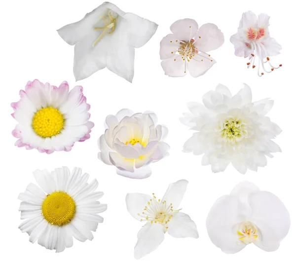 Set of nine light flower blooms isolated on white — Stock Photo, Image