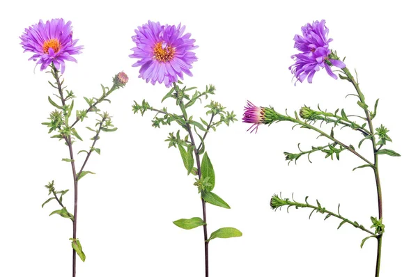 Cor violeta coleção de flores do jardim no branco — Fotografia de Stock