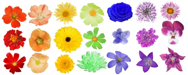 Set of rainbow colors blooms on white — Stock Photo, Image