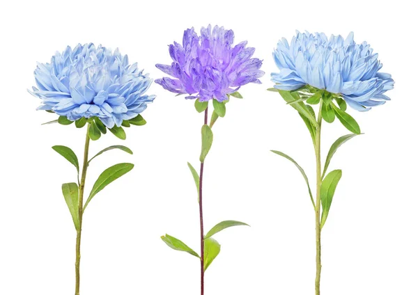 Set van drie geïsoleerde aster bloemen — Stockfoto