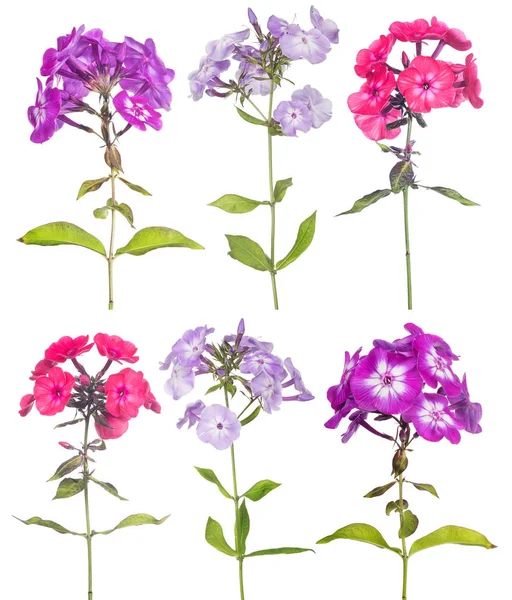 Six phlox flowers set isolated on white — Fotografia de Stock