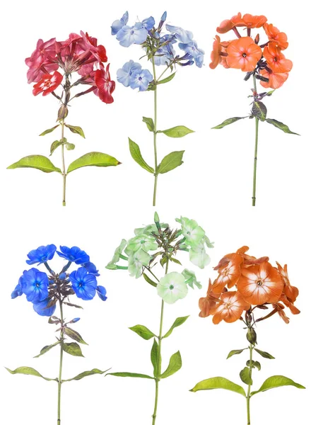 Group of six phlox flowers isolated on white — Stock Photo, Image