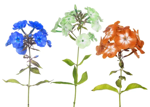 Gruppe von drei Phlox-Blüten isoliert auf weiß — Stockfoto