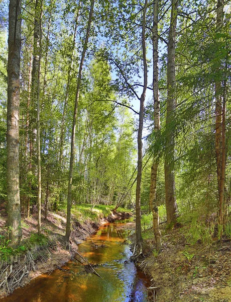 Brązowy strumyk w zielonym wiosennym lesie — Zdjęcie stockowe