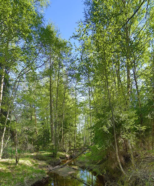 Pequeno ribeiro em floresta de primavera verde — Fotografia de Stock