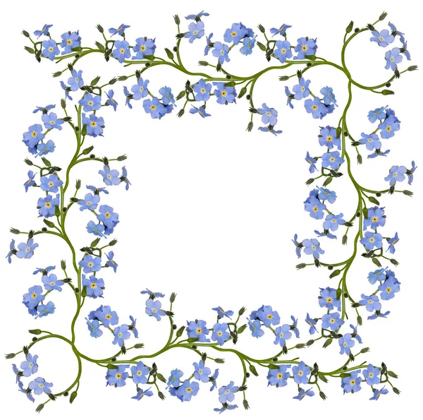 Blu dimenticare-me-non fiori cornice larga su bianco — Foto Stock