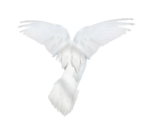 Flying white pigeon backside — Stock Photo, Image
