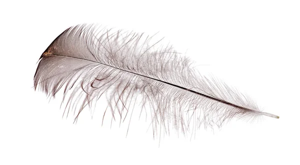 Feather with black down isolated on white — Stock Photo, Image