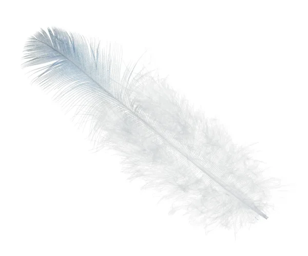 Single straight feather with light blue edge — Stock Photo, Image