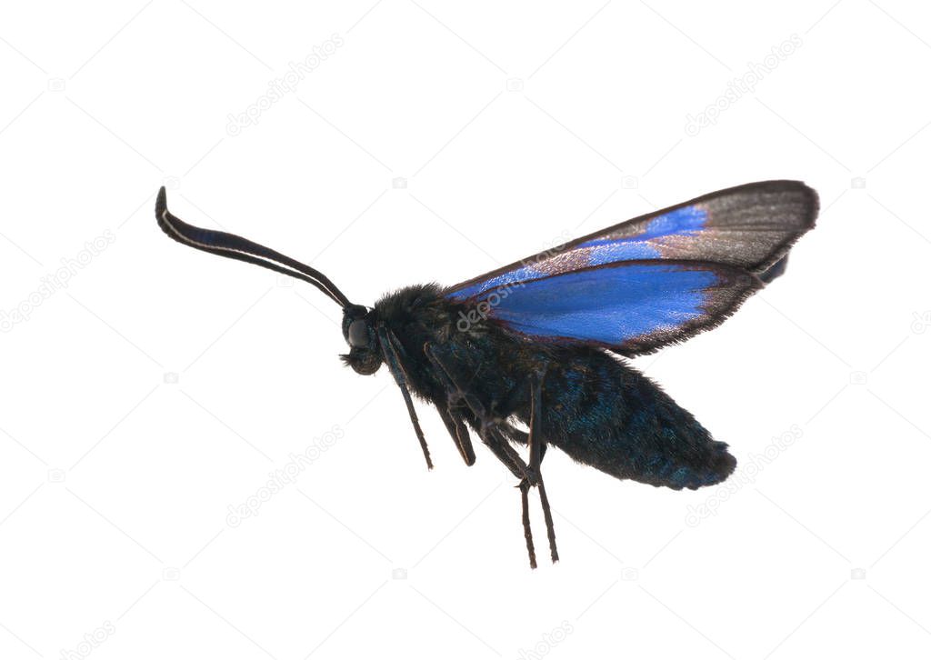 flying blue and black batterfly