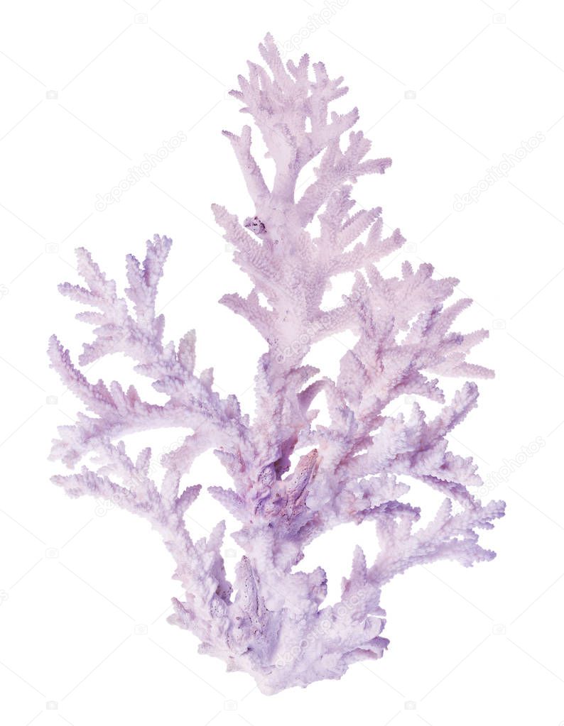 large light lilac coral branch isolated on white