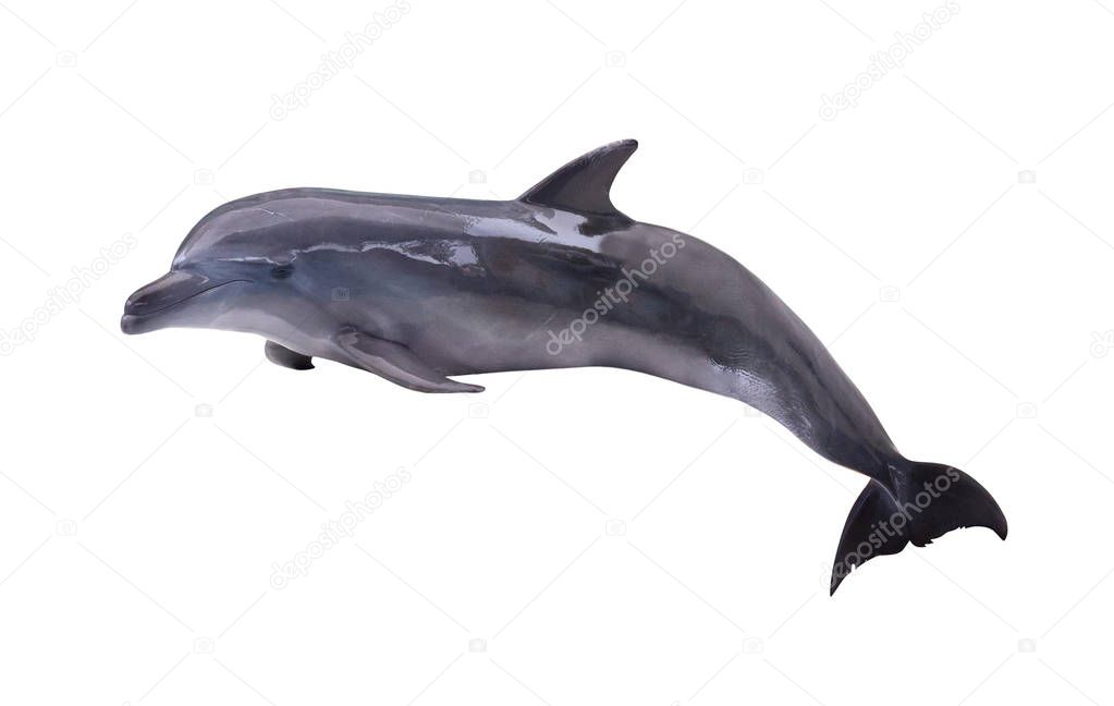 dark grey isolated dolphin