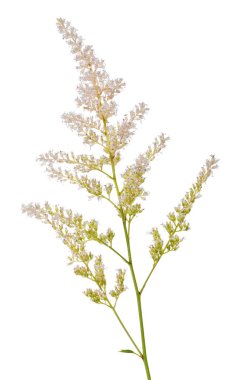 Küçük ışıklı çiçekli bitki beyaz üzerine izole edilmiş.