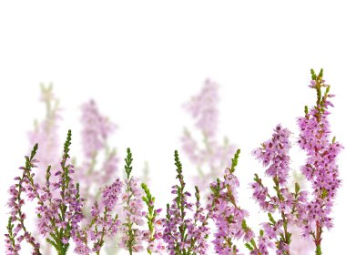 Heather çiçeklerinden oluşan bir grup beyaz üzerine izole edilmiş.