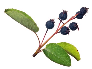 Beyazlar üzerinde izole edilmiş bir grup Juneberry.