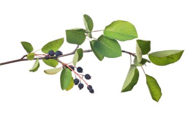 Beyaz üzerine bir demet böğürtlen