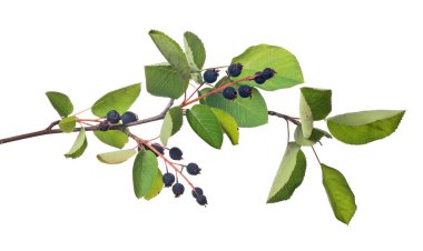 Bir demet olgun böğürtlen