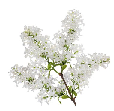 İzole edilmiş saf beyaz leylak yemyeşil dal