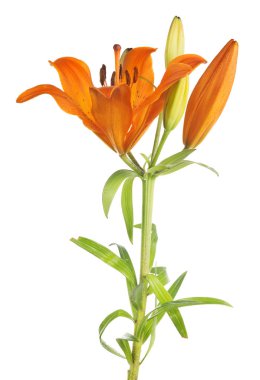 yeşil saplı turuncu zambak çiçeği