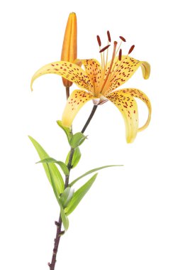 Sarı benekli zambak çiçeği tomurcukla