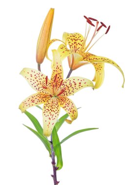 Sarı benekli zambak tomurcuk ve iki çiçek