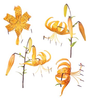 benekli sarı zambak çiçek koleksiyonu