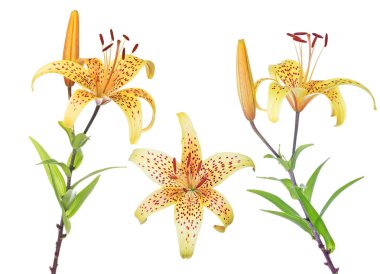 Beyaz üzerinde üç sarı benekli zambak çiçeği