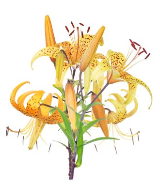 Benekli sarı zambak demeti