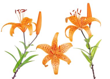 Üç turuncu benekli zambak beyaz üzerinde