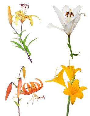 Dört zambak çiçeğinden oluşan grup beyaz üzerine izole edilmiş.