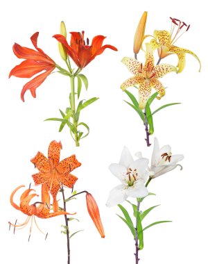 Dört nilüfer çiçeğinin izole koleksiyonu