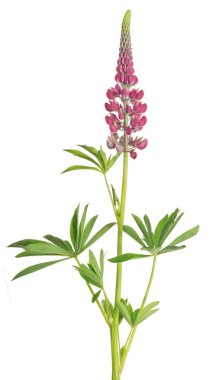 Beyaz yapraklı kırmızı lupin çiçeği