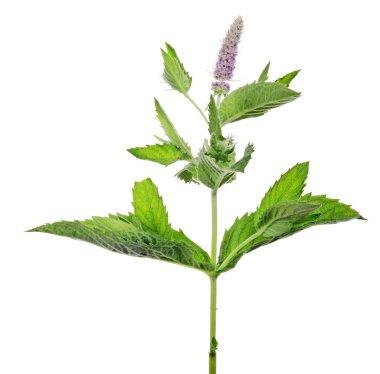 Koyu yeşil nane yaprakları ve pembe çiçekler.