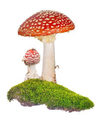 two red fly agarics in green moss on white clipart