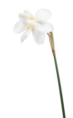 Narcissus sapında beyaz çiçek açar