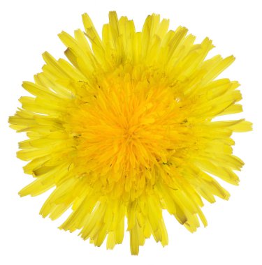 Karahindiba parlak sarı çiçek