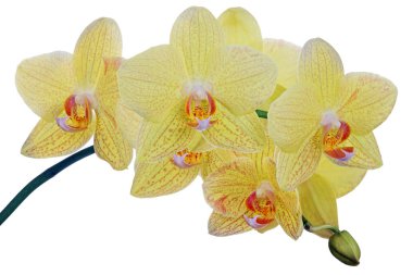 Kırmızı noktalarda yemyeşil limon sarısı orkideler