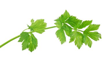 İzole edilmiş yeşil maydanoz