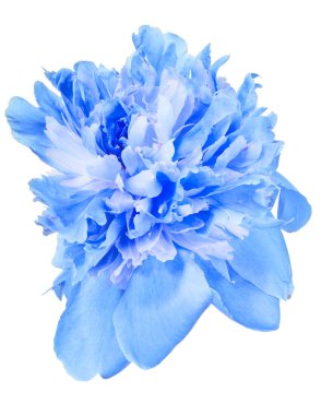 Mavi şakayık çiçekleri beyaz renkte açar