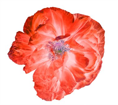 Tek kırmızı gelincik beyazda çiçek açar.