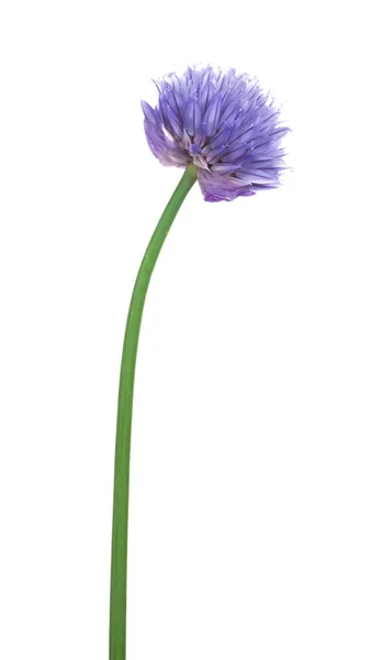 Fleur bleue d'ail isolée sur blanc — Photo