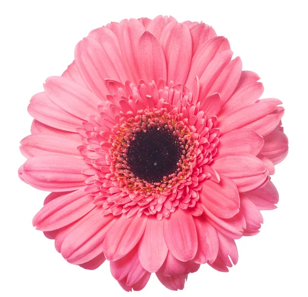 Rosa gerbera flor no fundo branco — Fotografia de Stock