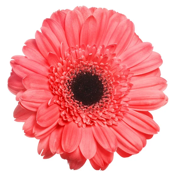 Red gerbera bloom on white background — Stock Photo, Image