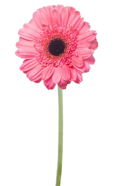 Różowy gerbera kwiat na zielonej łodydze — Zdjęcie stockowe